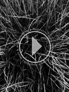 ART film